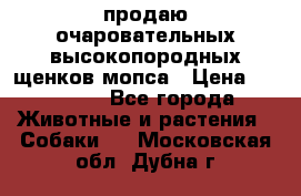 продаю очаровательных высокопородных щенков мопса › Цена ­ 20 000 - Все города Животные и растения » Собаки   . Московская обл.,Дубна г.